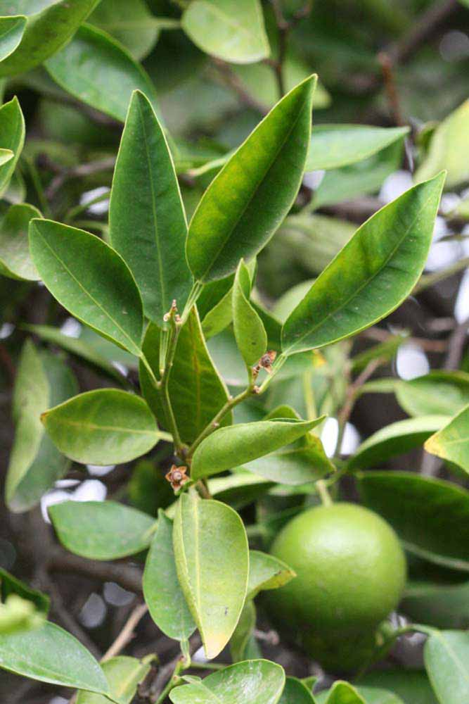              Sun leaves (Riverside, CA)       